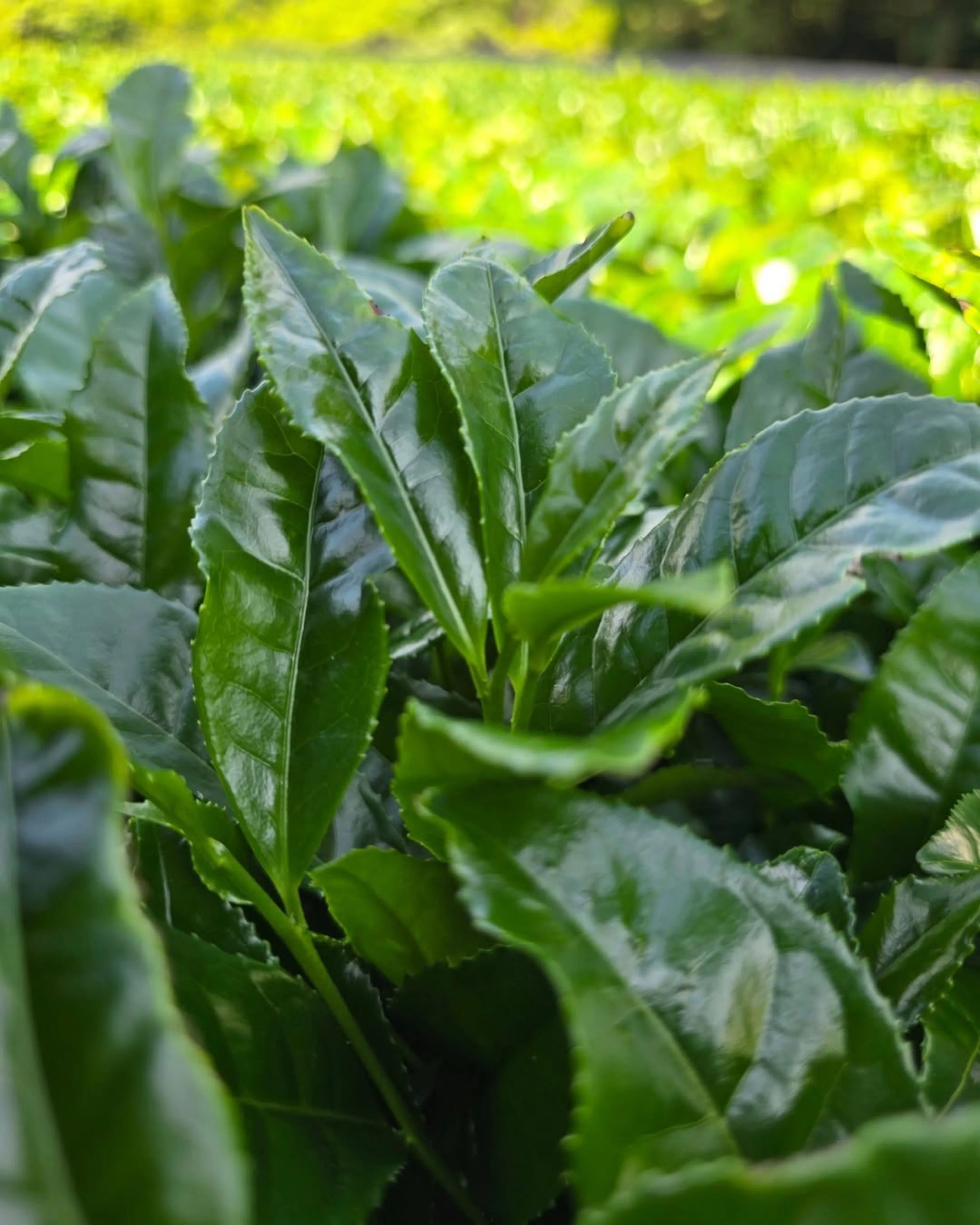 #0111.K6 Ipponmatsu - Naturally Grown Okumidori Cultivar Uji Matcha by Azuma Tea Garden, Standard Ceremonial Grade 一本松 - Image 4