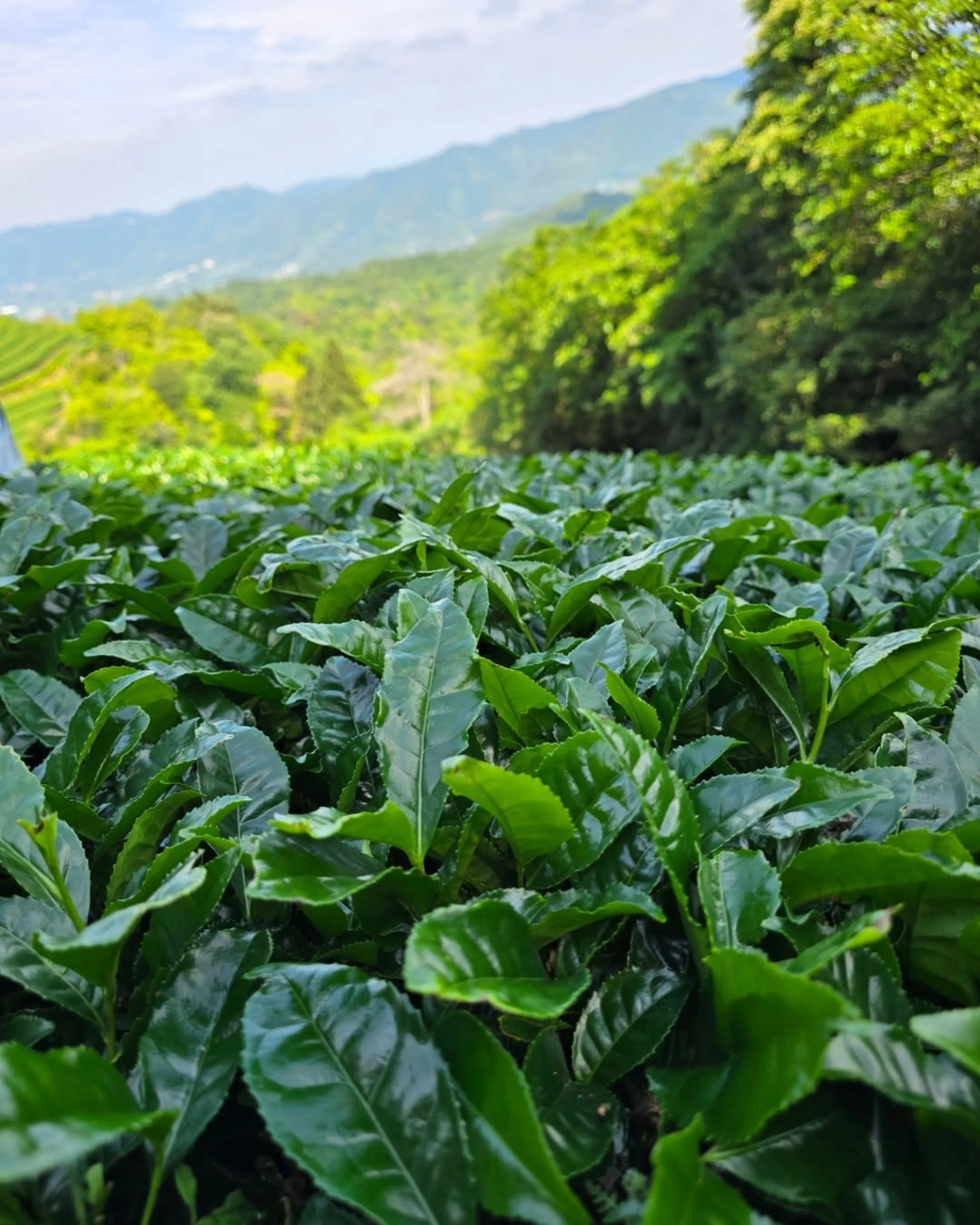 #0111.K6 Ipponmatsu - Naturally Grown Okumidori Cultivar Uji Matcha by Azuma Tea Garden, Standard Ceremonial Grade 一本松 - Image 6