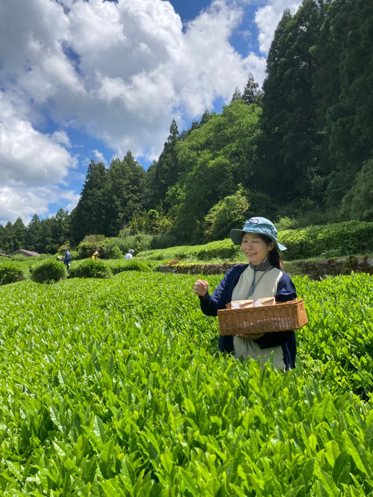 #0896.A1 Tsubame to Chabatake: Farm Direct Wakocha Black Tea from Nukata Village, Okazaki, Aichi - Image 3