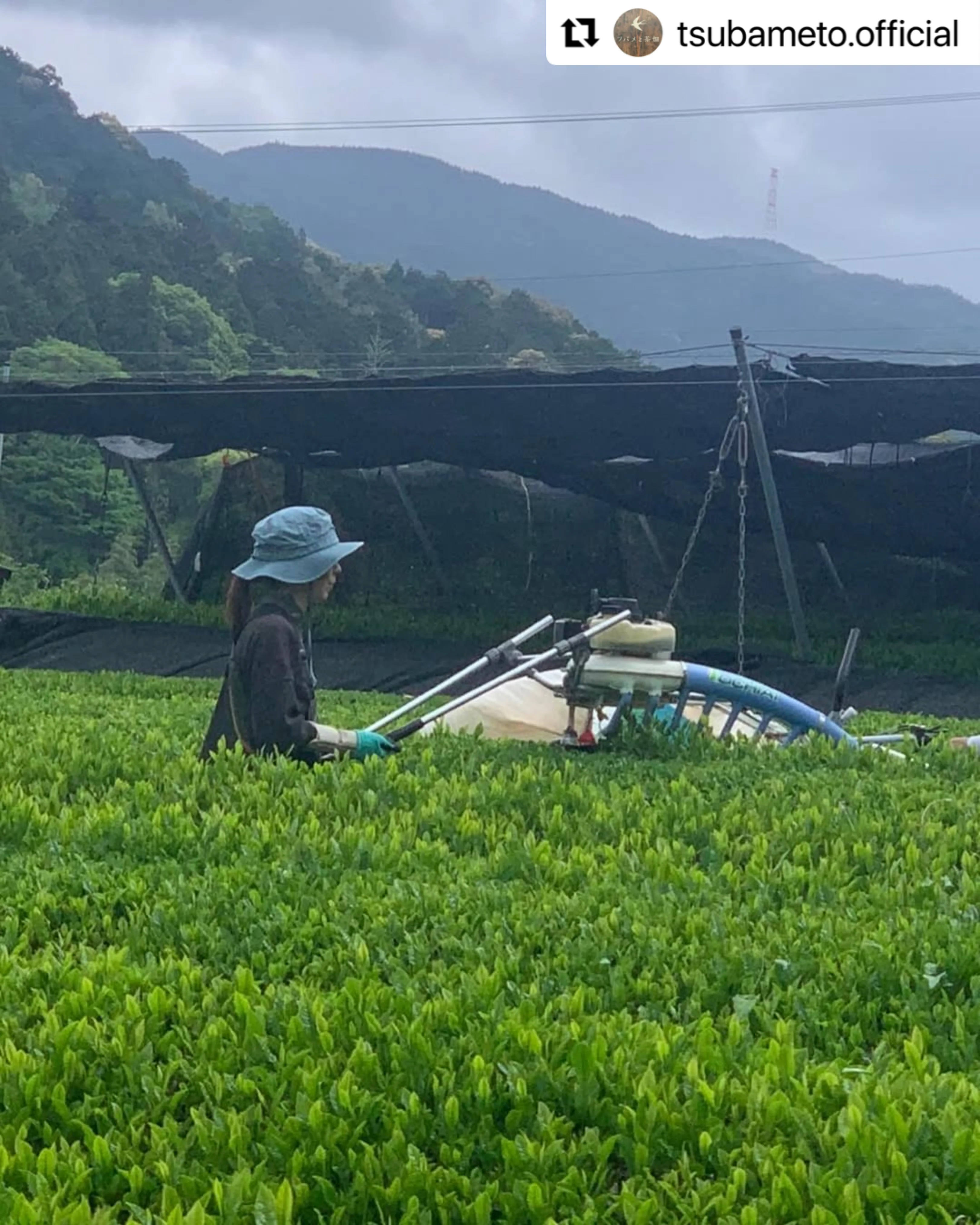 #0896.A1 Tsubame to Chabatake: Farm Direct Wakocha Black Tea from Nukata Village, Okazaki, Aichi - Image 5