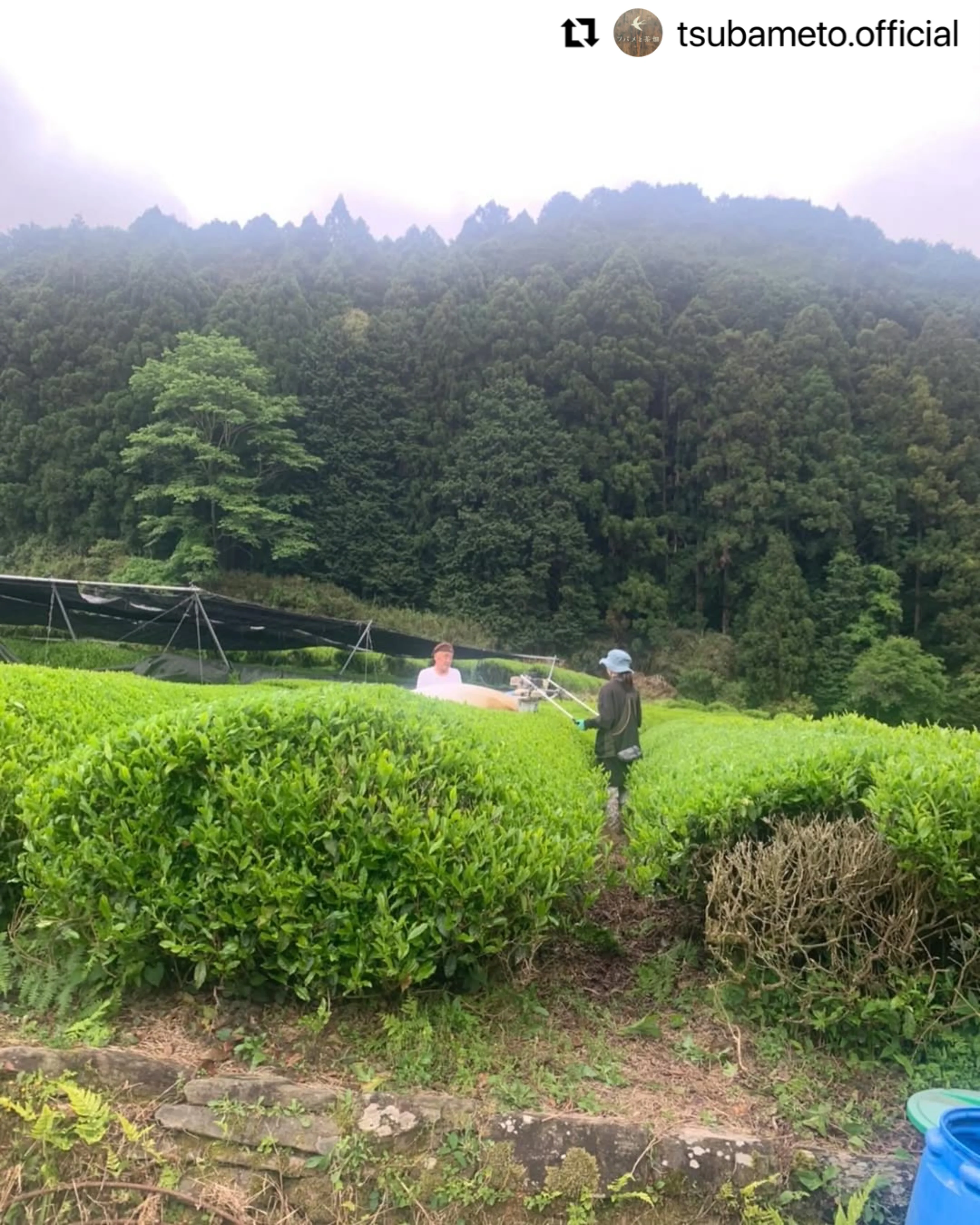 #0896.A1 Tsubame to Chabatake: Farm Direct Wakocha Black Tea from Nukata Village, Okazaki, Aichi - Image 6