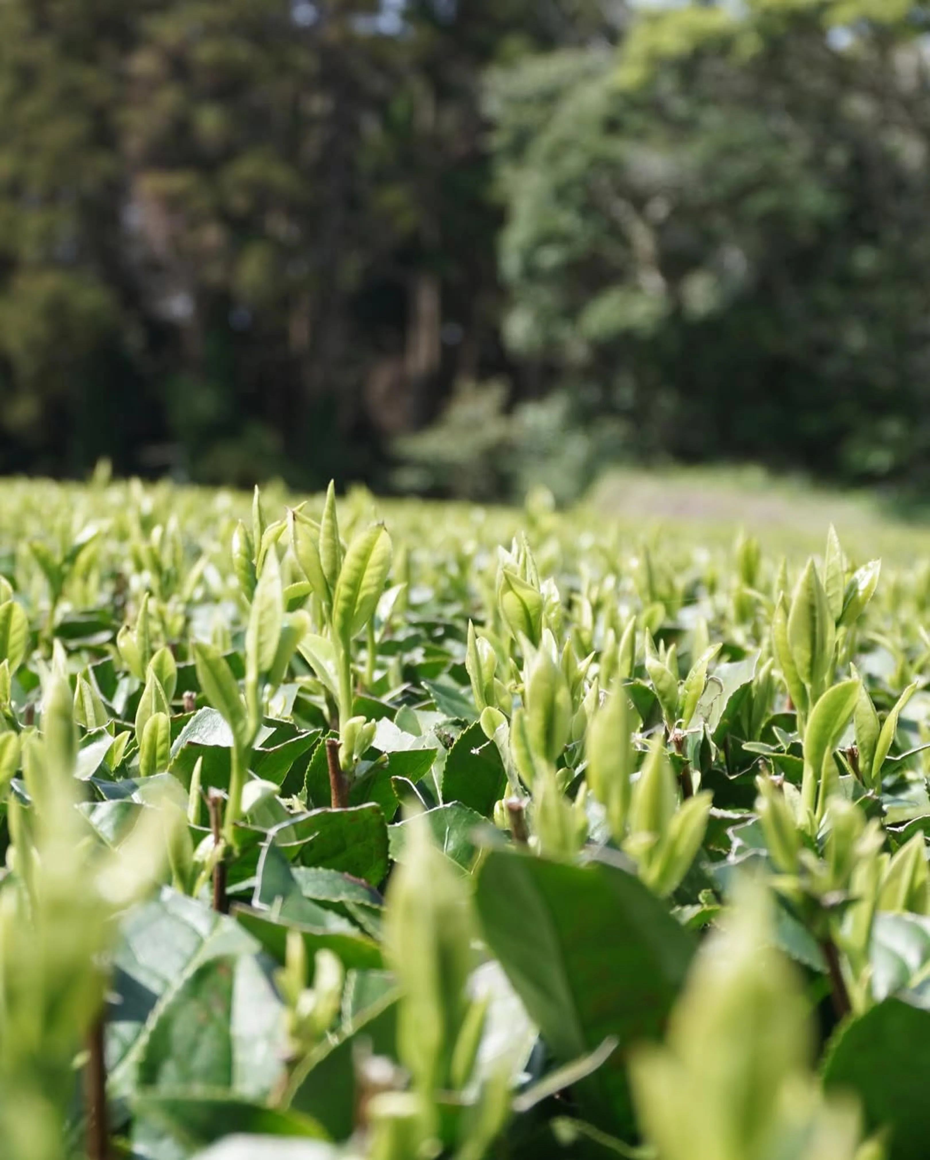 #0897.K2 Iba Yu Tea Garden: 2025 Tanegashima Single Cultivar Sencha - Yutaka Midori (micro batch, limited) - Image 5