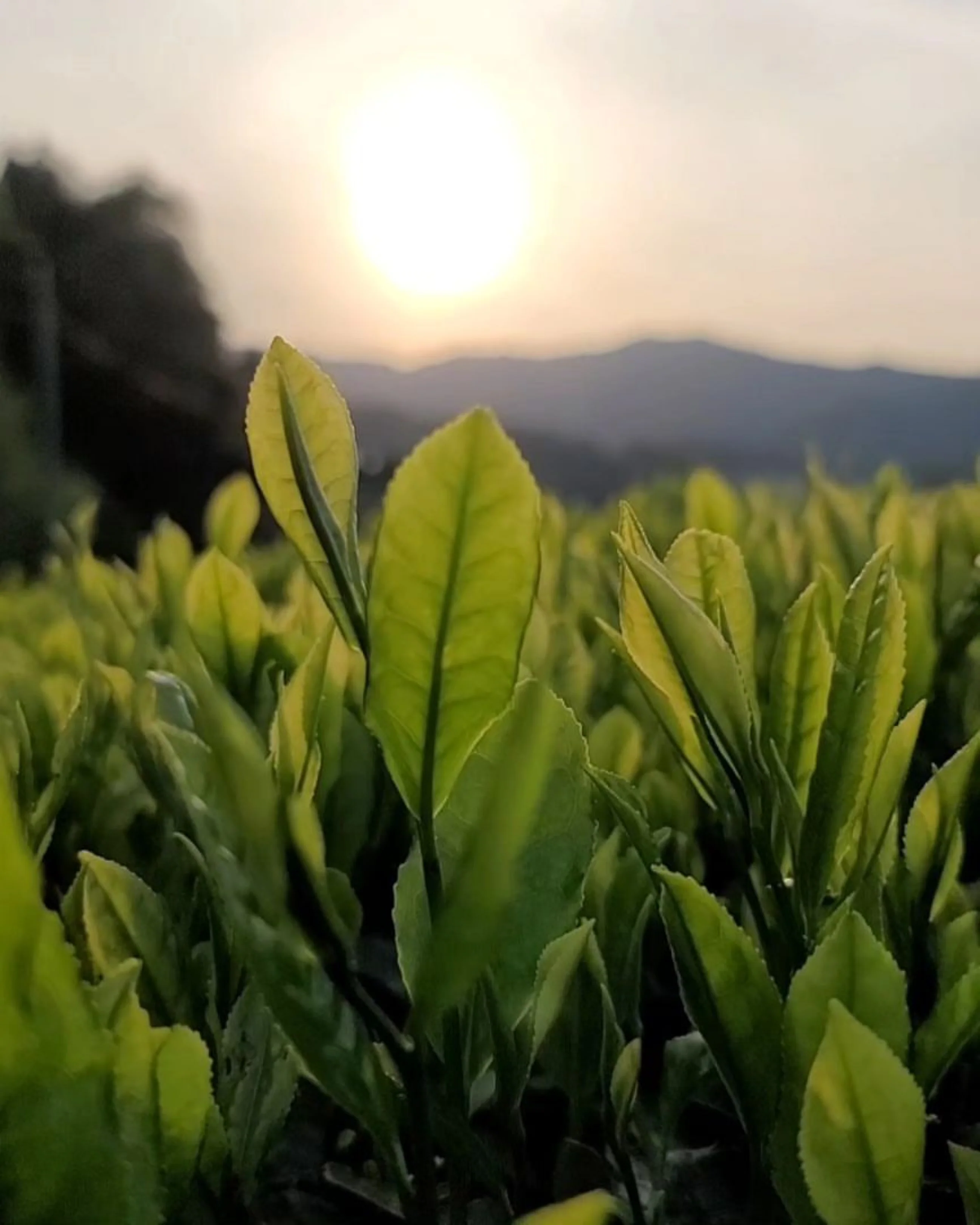 #0094.K6 Azuma Tea Garden: Kyoto Oolong Tea, Single Cultivar Asahi - Image 3