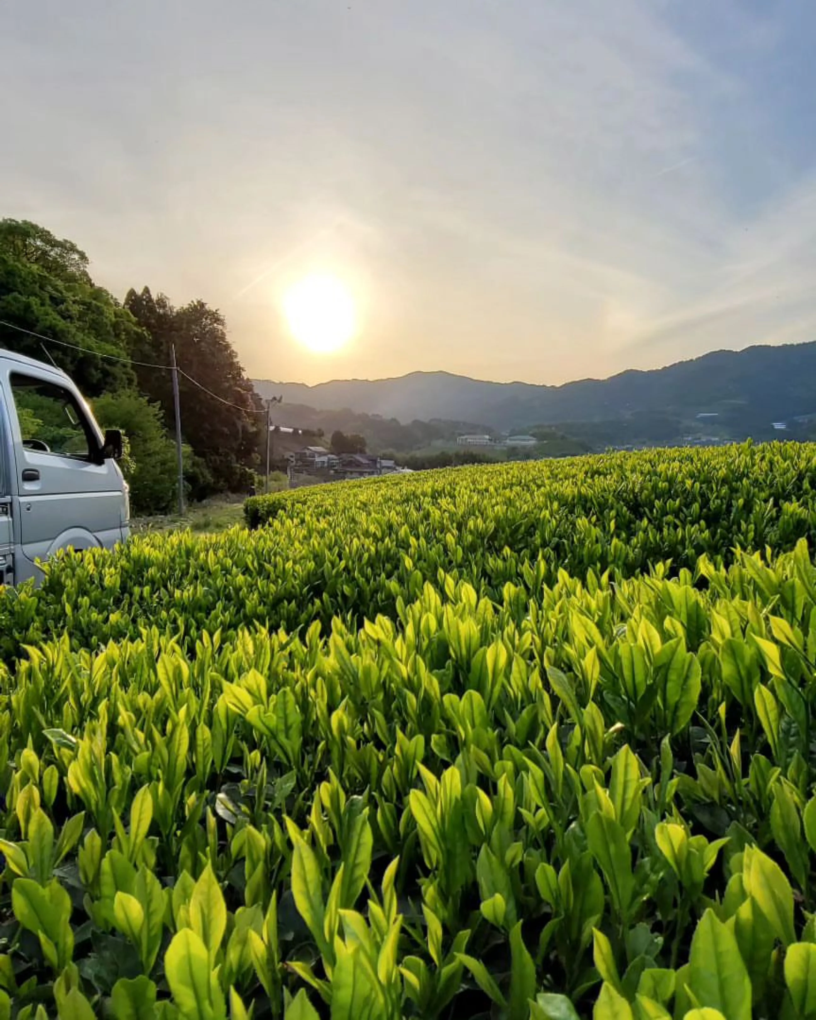#0094.K6 Azuma Tea Garden: Kyoto Oolong Tea, Single Cultivar Asahi - Image 4