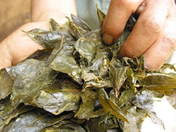 #0600.K4 Goishicha from the Otoyo Town Goishicha Producer's Association 大豊町碁石茶協同組合 『本場の本物』碁石茶 - Image 5