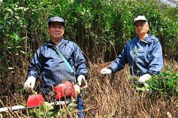 #0502.K4 Goishicha Tea from farmer Nagao Kitamura 北村永夫の碁石茶 - Image 3