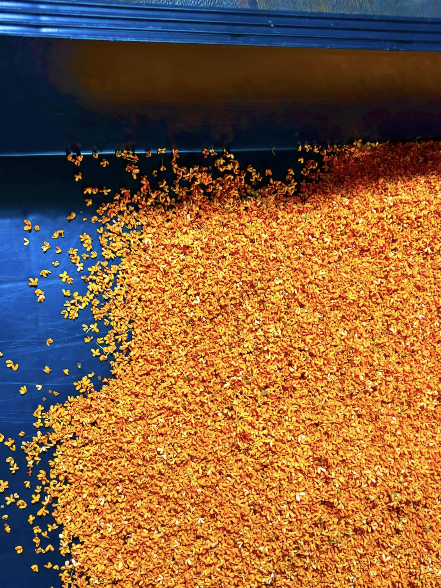 #0837.K5 Kajihara Tea Garden: Single Estate Kinmokusei Scented Black Tea (Wakocha) 金木犀和紅茶 - Image 4