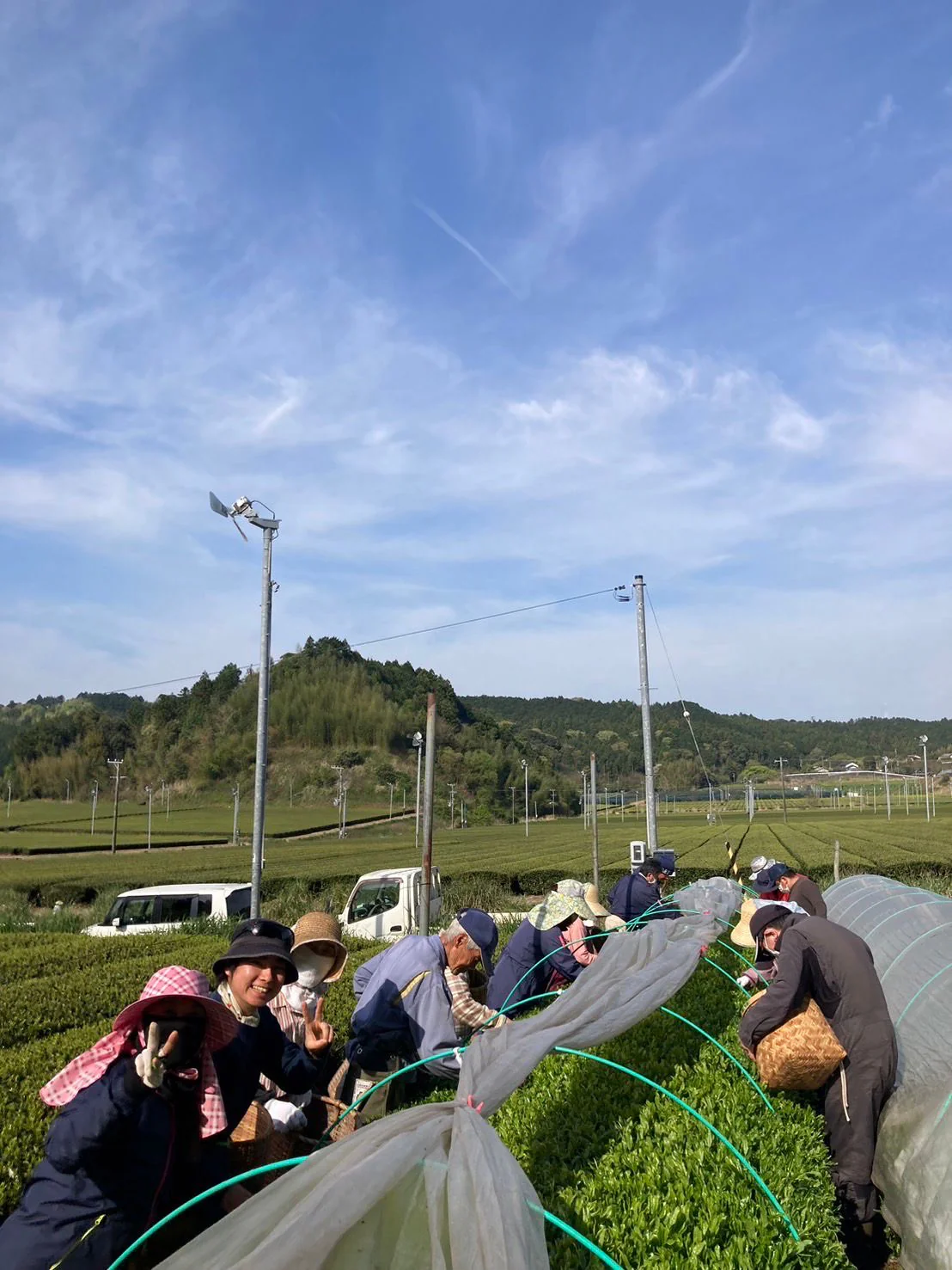 #0391.S5 Kanes Tea: April 2024 Kanaya Shuho 金谷秀峰, Limited Handrolled First Flush Asamushicha - Image 6