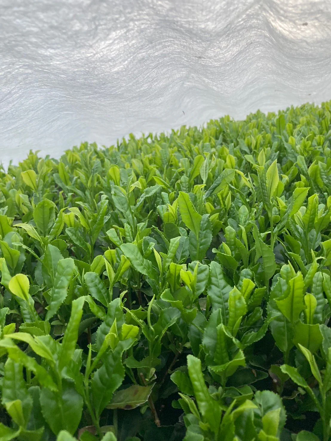 #0391.S5 Kanes Tea: April 2024 Kanaya Shuho 金谷秀峰, Limited Handrolled First Flush Asamushicha - Image 7