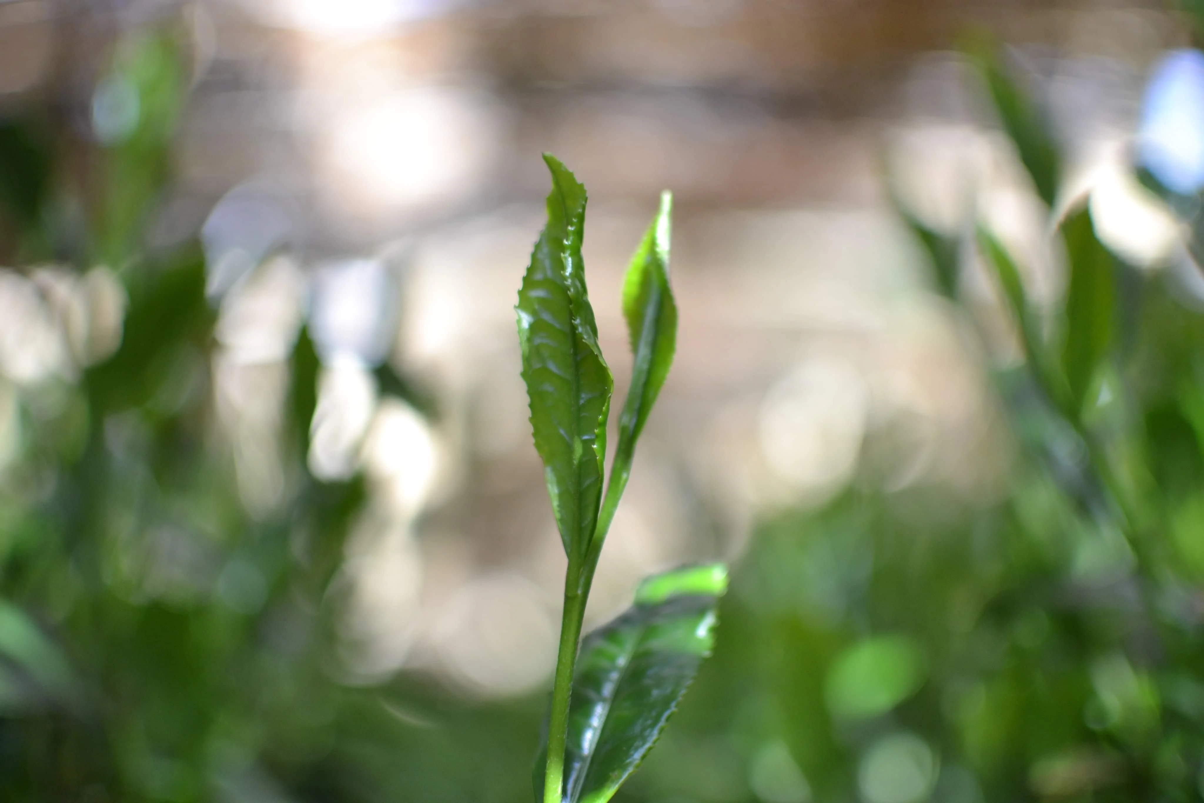 #0398.S5 Kanes Tea: Honzu No. 5 - Competition Grade Asamushi Sencha from Kawane, Shizuoka - Image 4