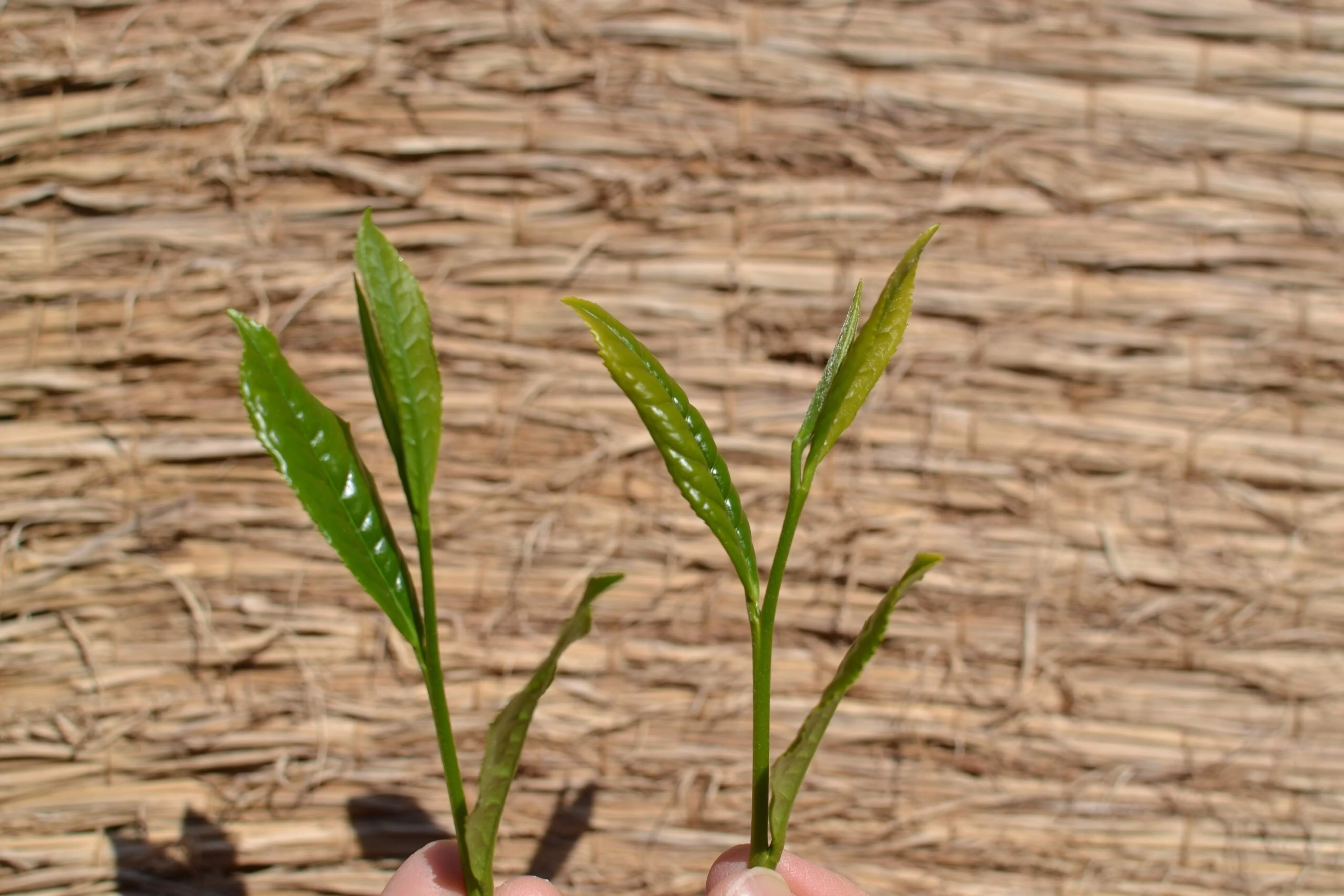 #0398.S5 Kanes Tea: Honzu No. 5 - Competition Grade Asamushi Sencha from Kawane, Shizuoka - Image 6