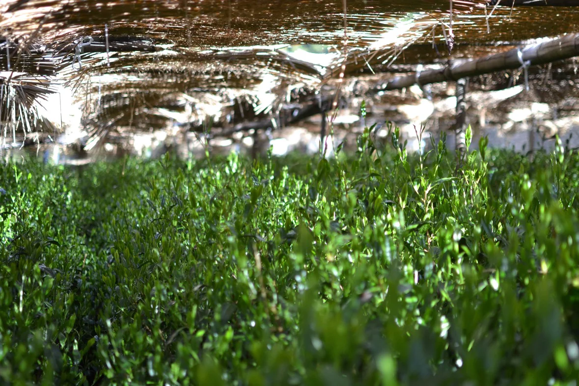 #0398.S5 Kanes Tea: Honzu No. 5 - Competition Grade Asamushi Sencha from Kawane, Shizuoka - Image 7