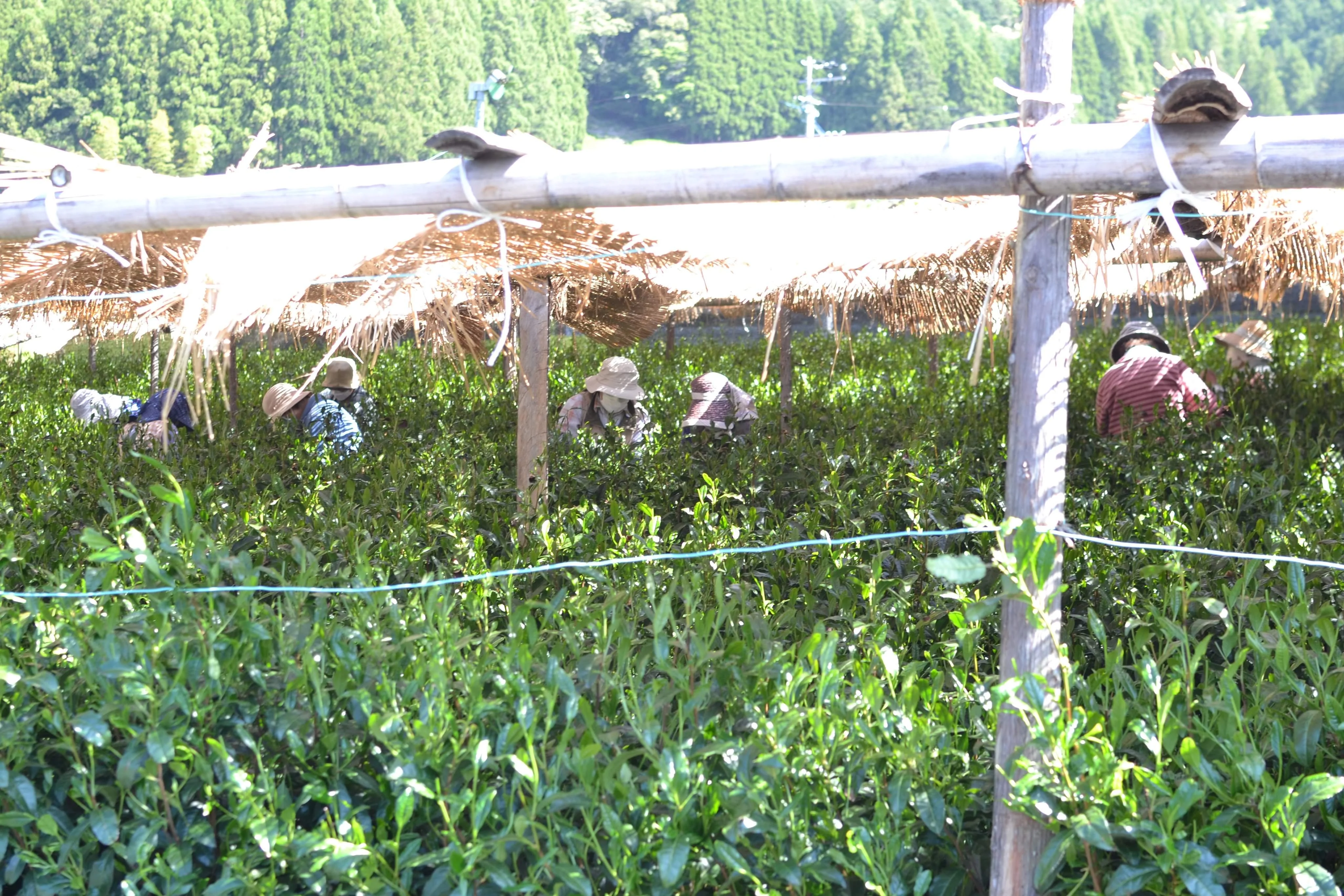 #0398.S5 Kanes Tea: Honzu No. 5 - Competition Grade Asamushi Sencha from Kawane, Shizuoka - Image 9