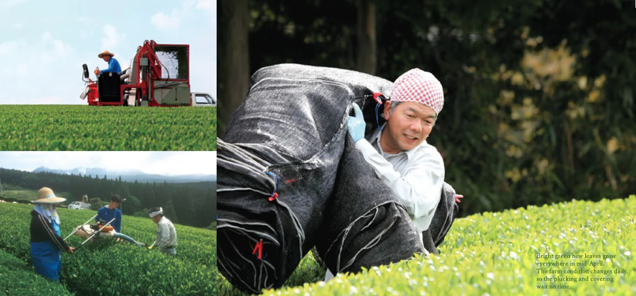 #0906.N2 Yunomi.Matcha: Kurumy - A Toasty, Modern Matcha from Matsuo Tea Garden, Nagasaki - Image 4