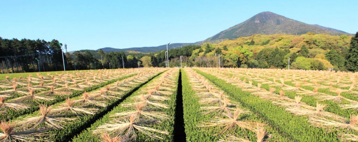 #0906.N2 Yunomi.Matcha: Kurumy - A Toasty, Modern Matcha from Matsuo Tea Garden, Nagasaki - Image 5