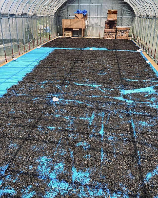 #0618.N3 Mitocha NR004: Sun-dried Kamairicha Harubancha 天日干し釜炒り春ばん茶 - Image 3