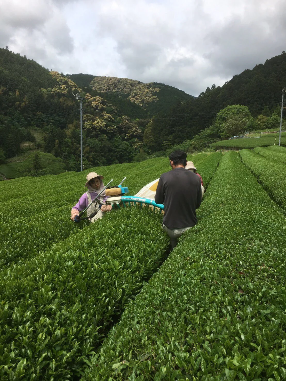 #0167.S5 Kiyosawa Tea Gardens: Shizuoka Spring Asamushi Sencha Blend by Farmer Sugiyama Yachiyo - Image 11