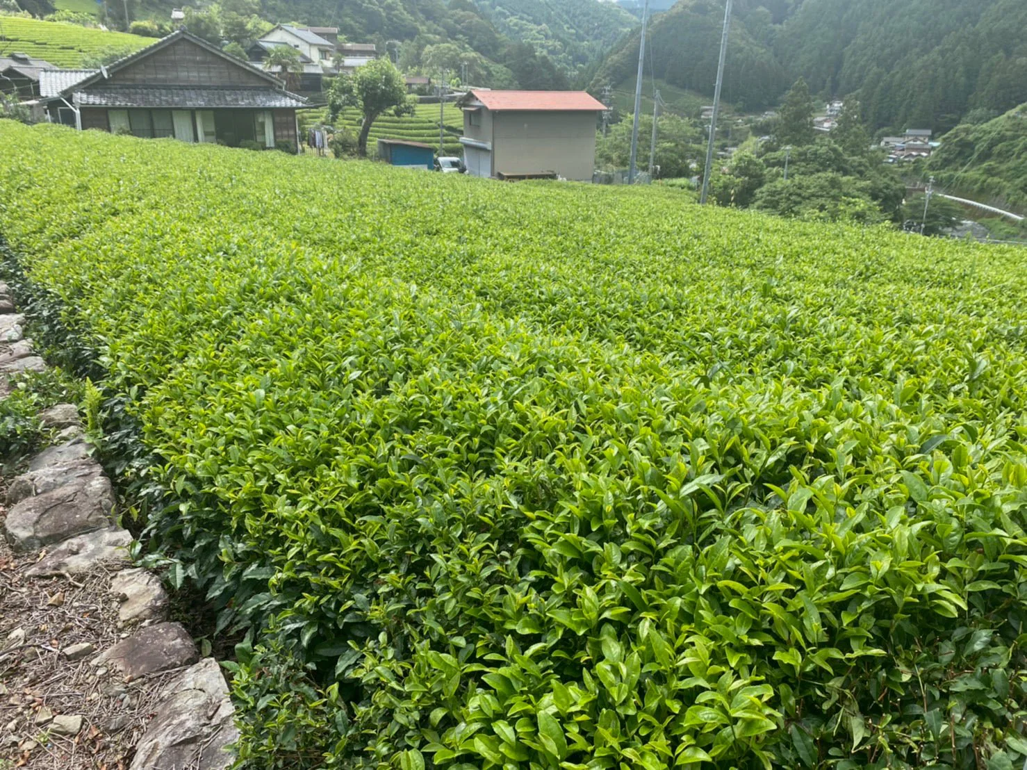 #0167.S5 Kiyosawa Tea Gardens: Shizuoka Spring Asamushi Sencha Blend by Farmer Sugiyama Yachiyo - Image 7