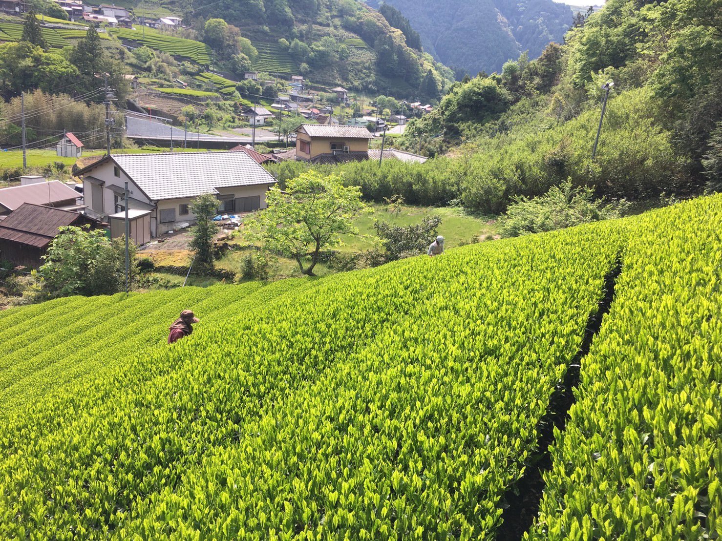 #0167.S5 Kiyosawa Tea Gardens: Shizuoka Spring Asamushi Sencha Blend by Farmer Sugiyama Yachiyo - Image 8
