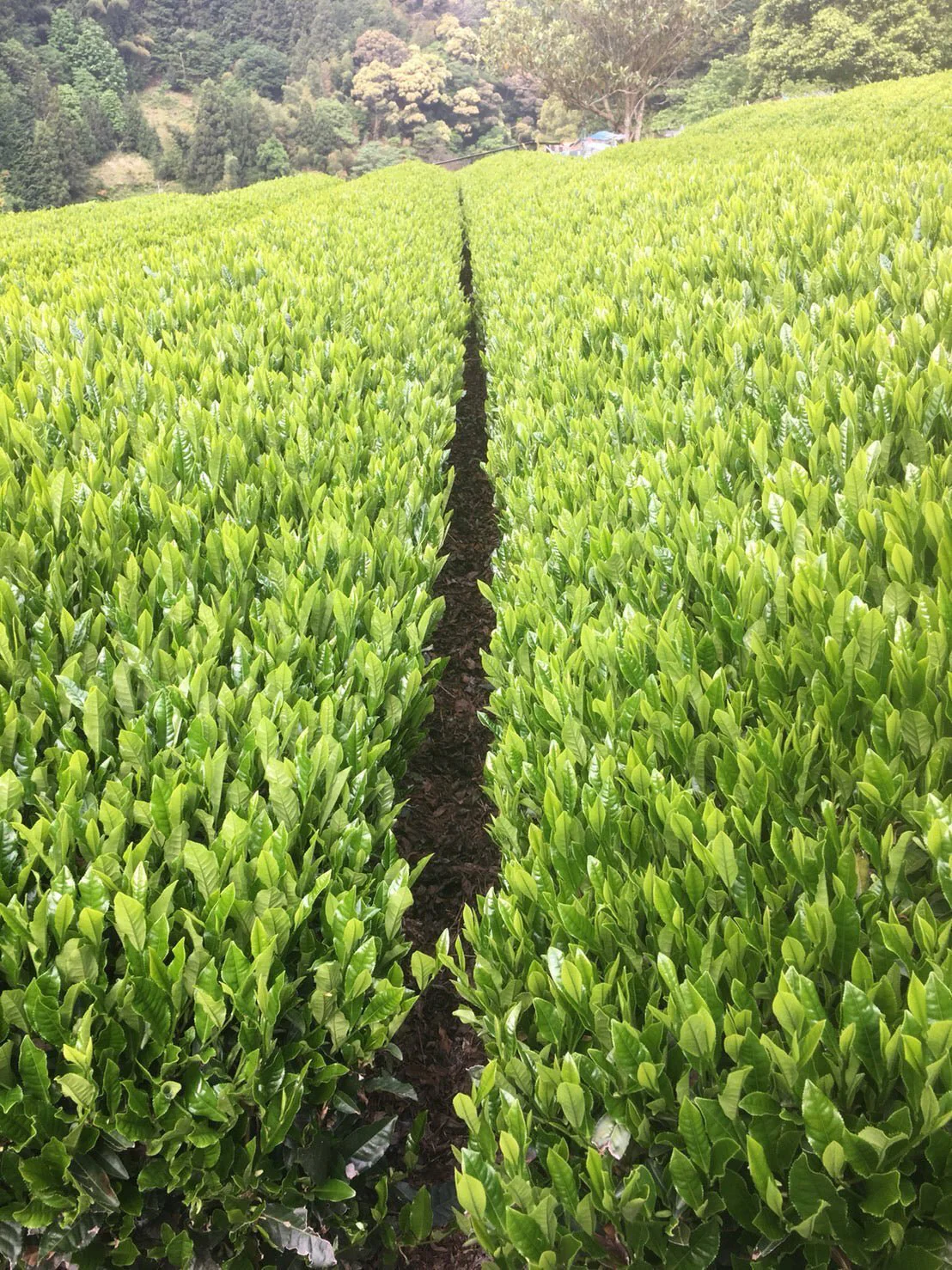 #0167.S5 Kiyosawa Tea Gardens: Shizuoka Spring Asamushi Sencha Blend by Farmer Sugiyama Yachiyo - Image 9