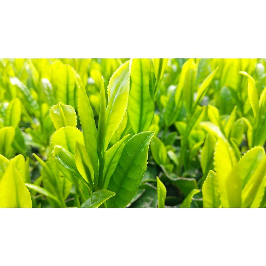 #0641.K2 Sueyoshi Tea Atelier: Naturally Grown "Furusato no Hana" Saemidori Fukamushi Kabusecha from Kagoshima 末吉銘茶 郷里の華 さえみどり - Image 14