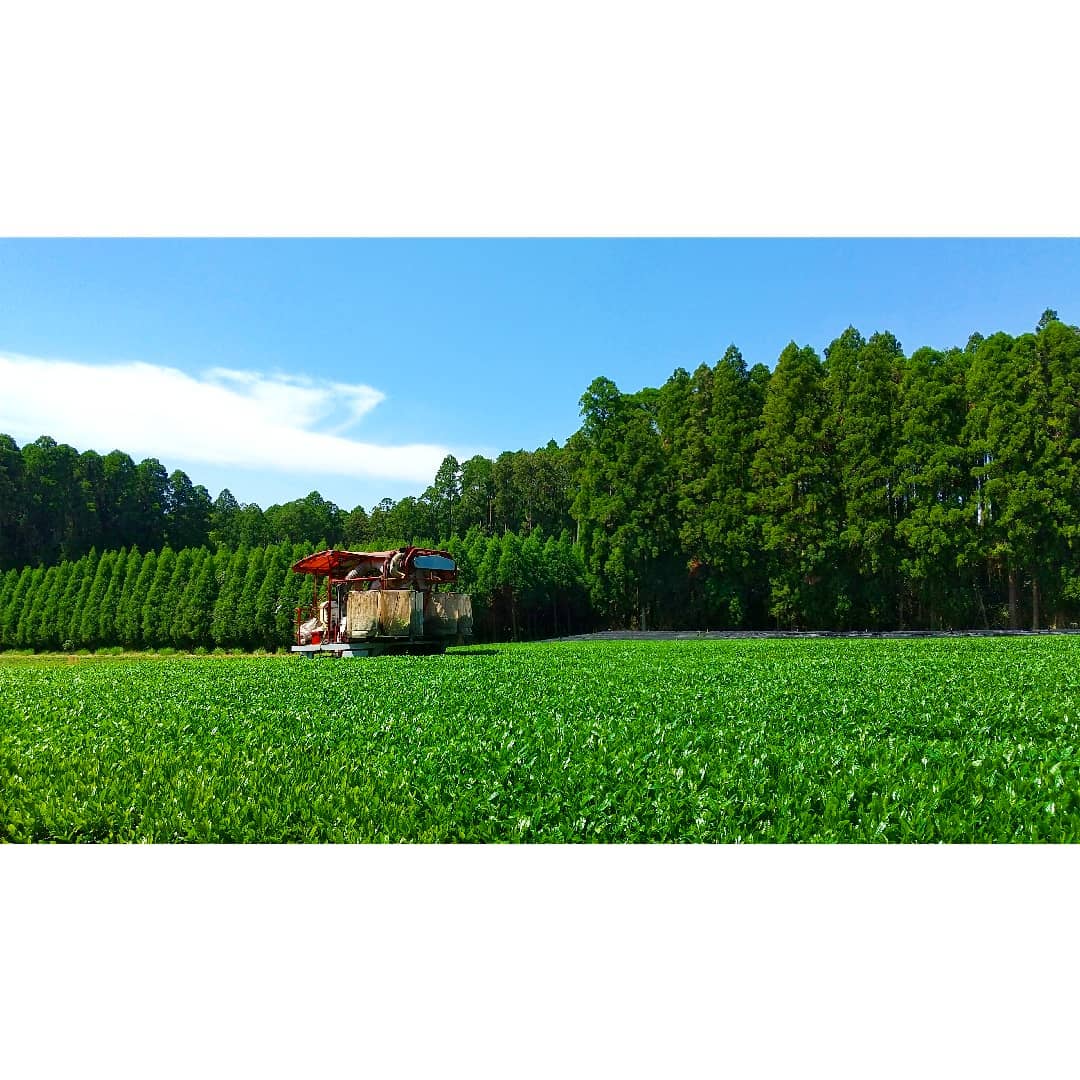 #0641.K2 Sueyoshi Tea Atelier: Naturally Grown "Furusato no Hana" Saemidori Fukamushi Kabusecha from Kagoshima 末吉銘茶 郷里の華 さえみどり - Image 15