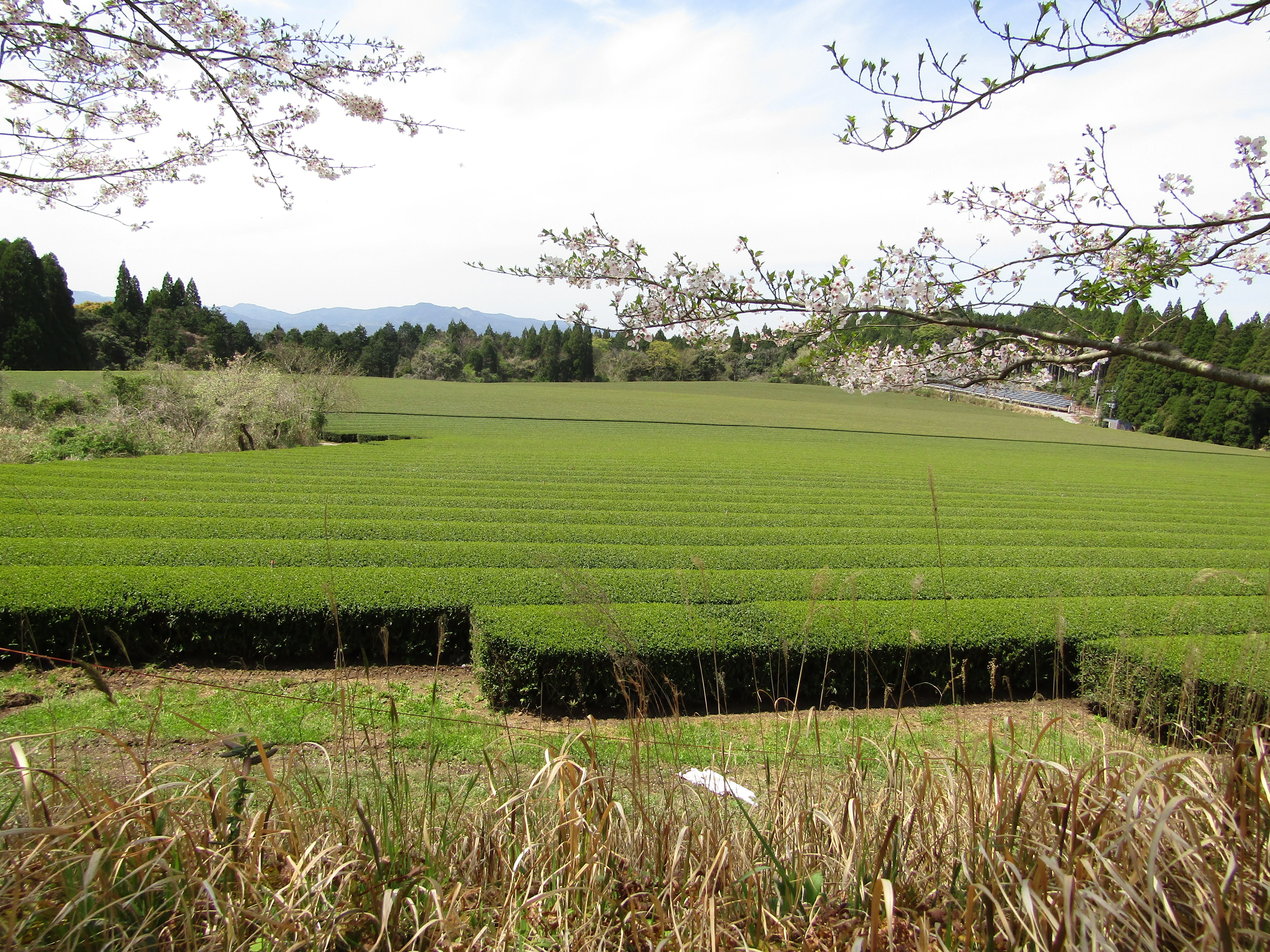 #0912.S5 Premium Barista Grade Matcha - Yanagi 柳 - Oyaizu Tea - Image 6