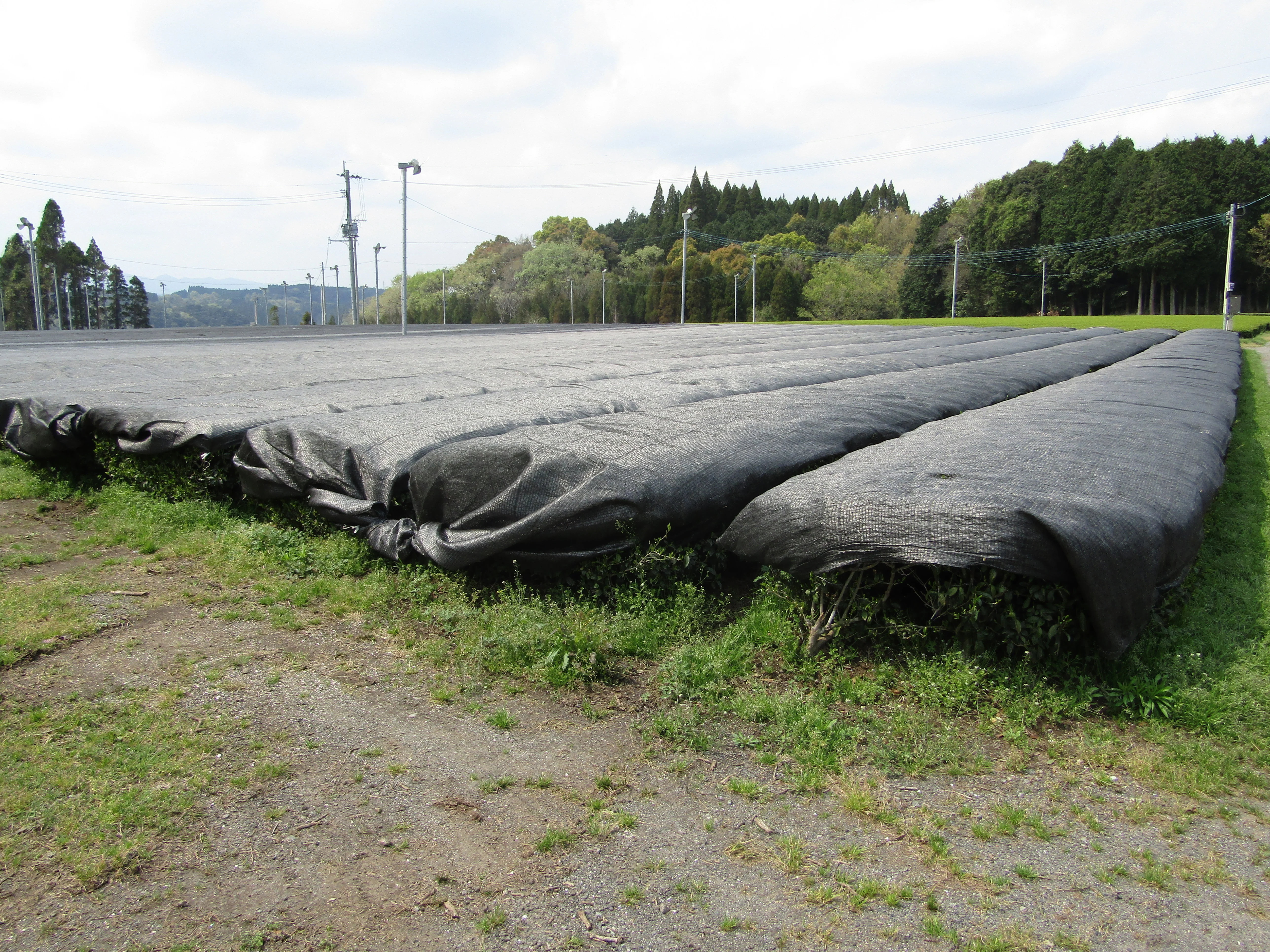 #0912.S5 Premium Barista Grade Matcha - Yanagi 柳 - Oyaizu Tea - Image 5