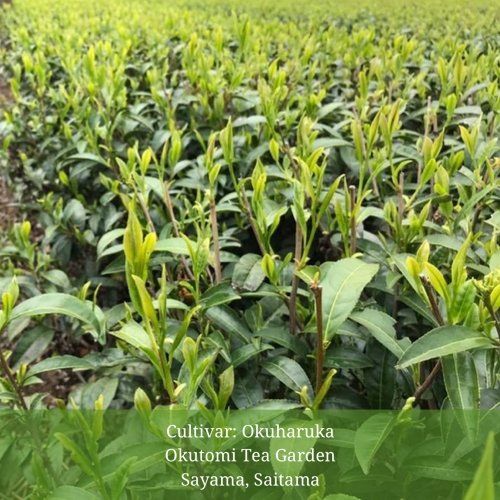 #0581.S2 Withered Sencha Green Tea - #04 Okuharuka, Single Cultivar by Okutomi Tea Garden - Image 3